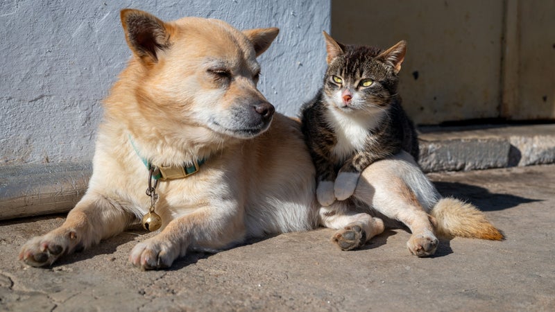 "Nous sommes épuisés": des associations de protection animale expriment leur colère à Nice