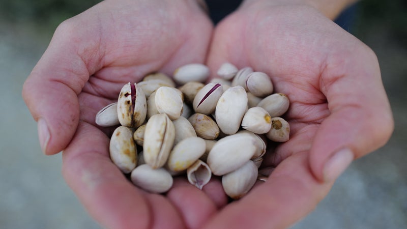 "Beaucoup plus facile": adieu les vignes, des vignerons du Sud se tournent vers la culture des lentilles et des pistaches