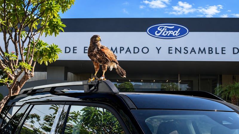 L'usine était envahie de pigeons qui souillaient les voitures à peine peintes: "El Charro", ce rapace "embauché" par Ford a réduit les nuisances de 80%