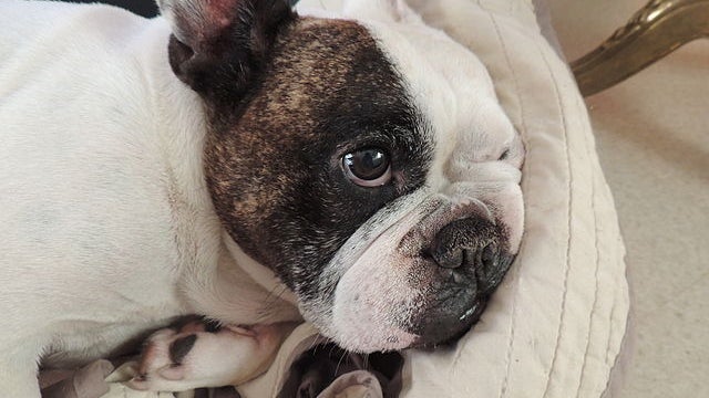 Un bouledogue français sauvé in-extrémis (image d'illustration)