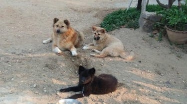 Des chiens ont été vus entrain de manger des restes humaines près de Guadalajara, au Mexique (image d'illustration)