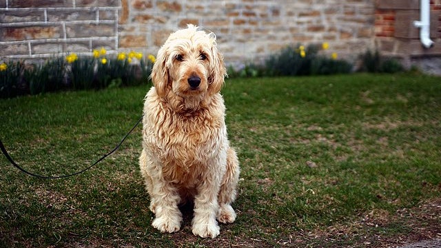 Un Goldendoodle (image d'illustration)