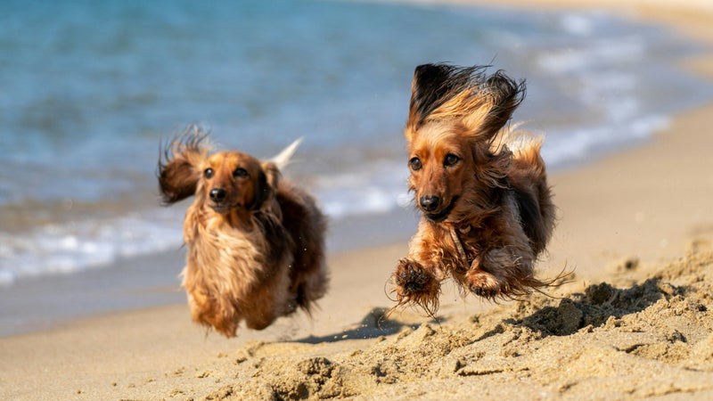 INFO RMC. +51% en un an: la carte des plages où les chiens sont autorisés s'agrandit