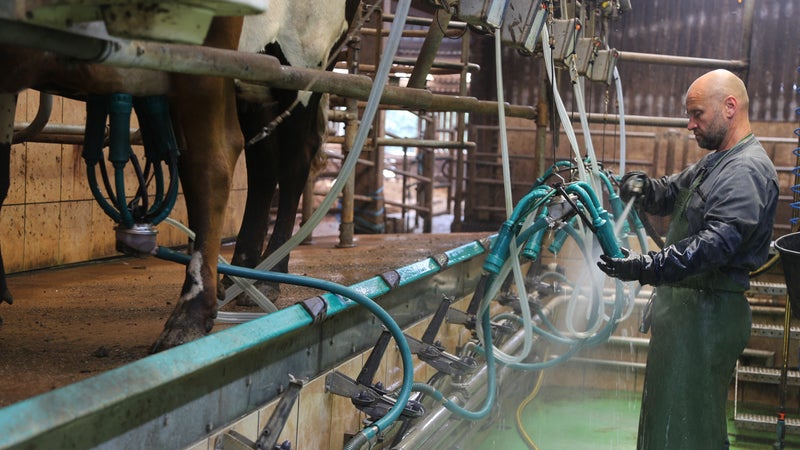 Les producteurs de lait "ne peuvent pas être les variables d'ajustement des négociations": les distributeurs réclament aux industriels "plus de transparence" sur le prix du lait