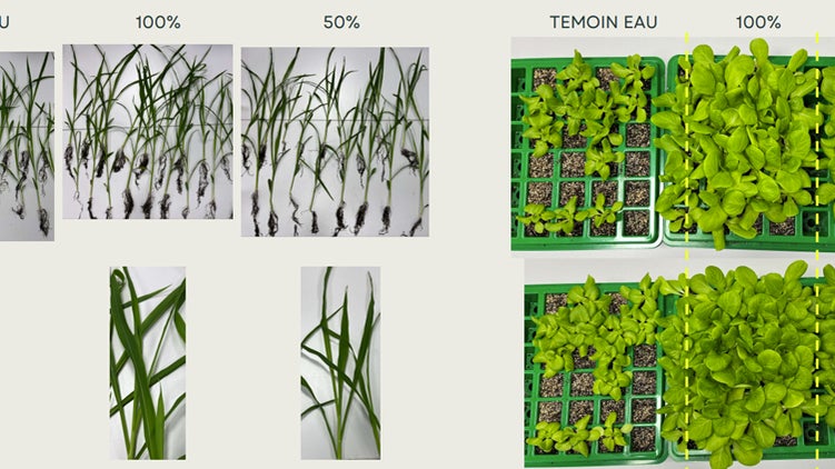 Test du biofongicide d'Amoeba
