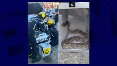Les pompiers ont extrait l'impressionnant serpent le 19 août 2026 à Colomiers, près de Toulouse