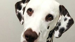 Un homme pend le dalmatien de sa compagne qu'il ne supporte plus (image d'illustration)