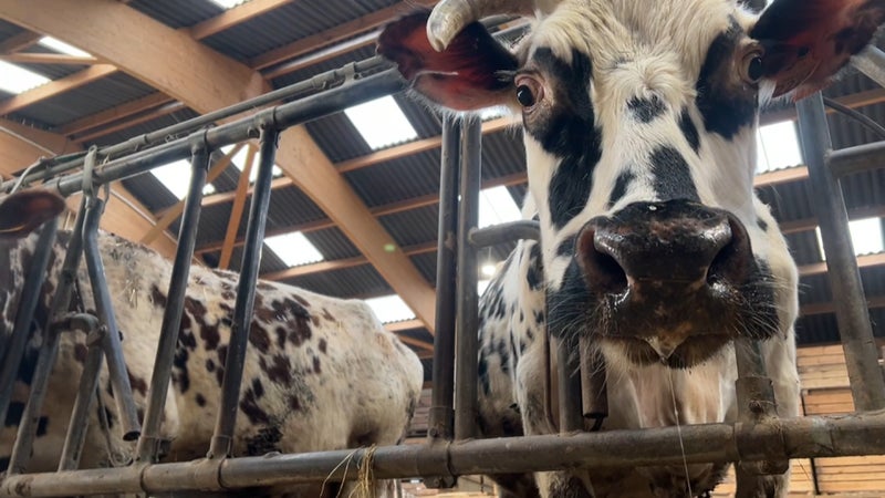 "Catastrophique pour tout le monde": le foin est tellement rare et cher que les éleveurs envoient davantage de bovins à l'abattoir, parfois trop maigres
