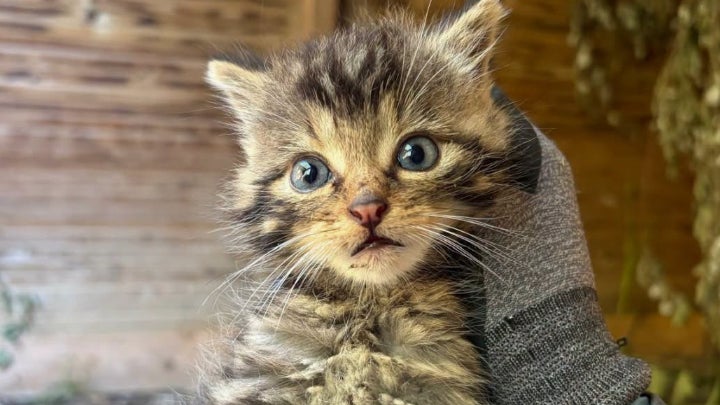 Des randonneurs recueillent un chaton: il s'agissait d'une espèce sauvage et protégée