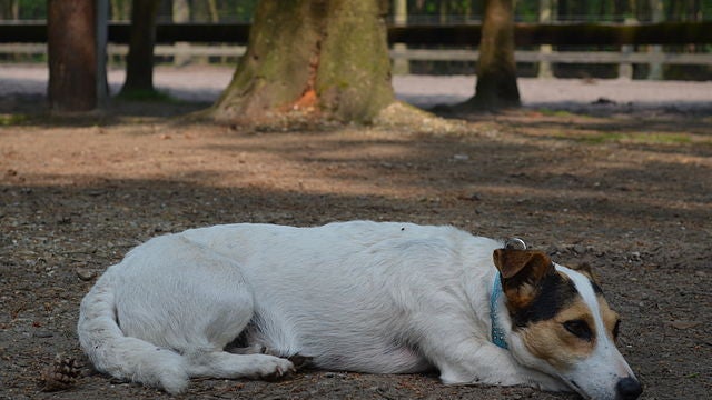 Jack Russel (image d'illustration)