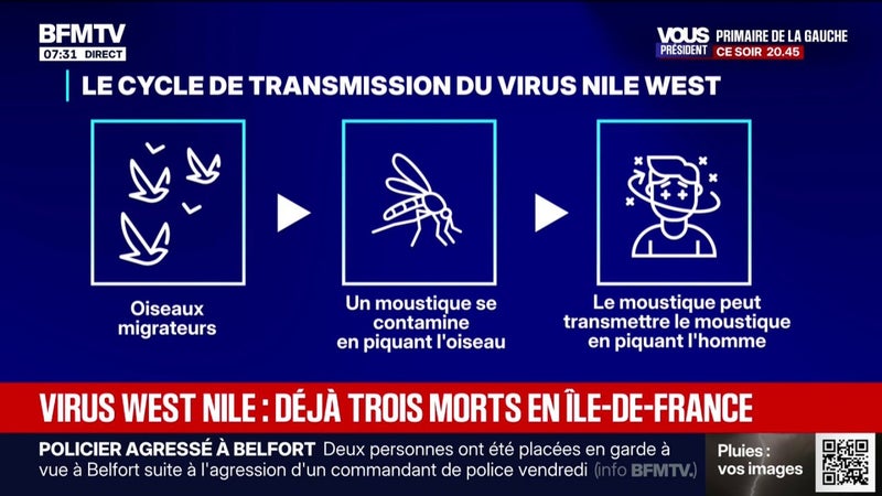 Virus du Nil occidental: 145 cas depuis juin et trois morts en Île-de-France
