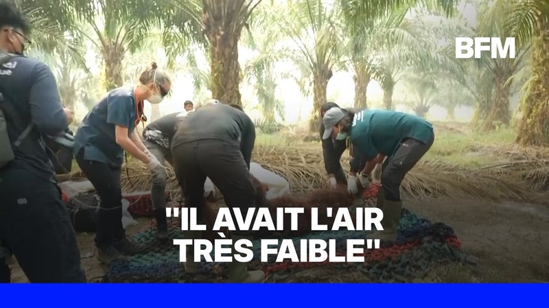 Indonésie: à Bornéo, des orangs-outans évacués en urgence à cause des incendies