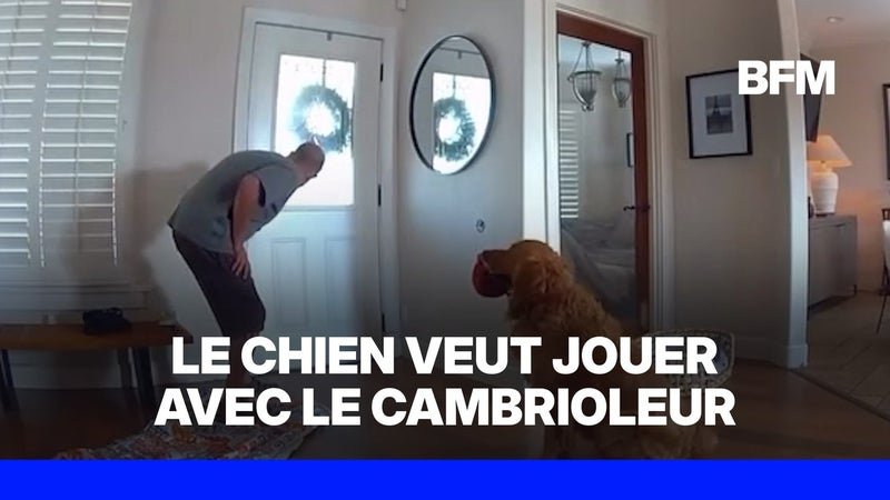 Californie: un chien de garde accueille un cambrioleur avec ses jouets