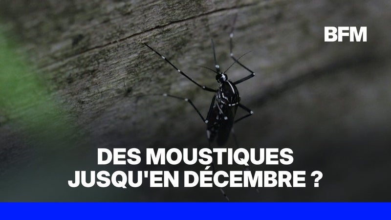 Pourquoi les moustiques sont-ils encore si nombreux en septembre ?
