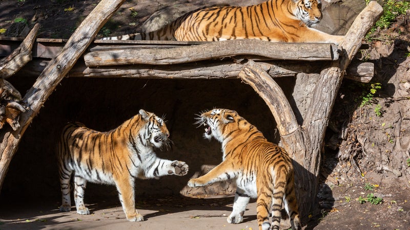 La famille de William Chapman, tué par un tigre en Angleterre, rend hommage à un homme "brillant, chaleureux et attachant