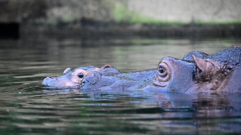 "Personne n'aurait imaginé": la plus vieille hippopotame d’Europe, âgée de 55 ans, donne naissance à son quinzième petit en Italie