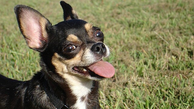 Un chihuahua tué à coup de pied à Compiègne (image d'illustration)
