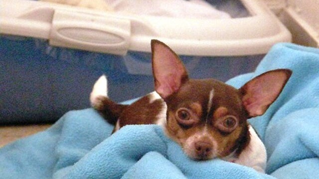 Un chihuahua décède après une intervention réalisée par un toiletteur (image d'illustration)