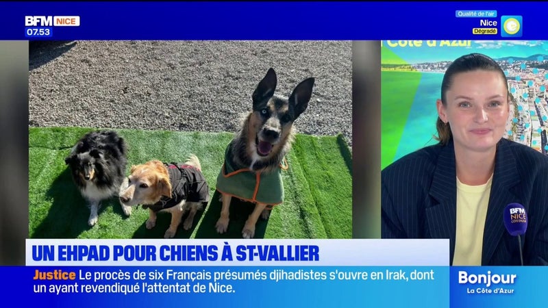 Saint-Vallier-de-Thiey : une maison de retraite pour chiens âgés