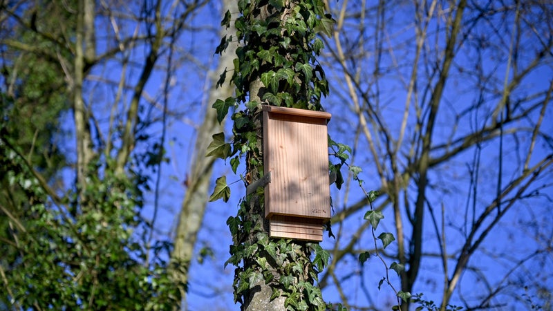Des chauves-souris pour lutter contre les moustiques? La ville de Suresnes évalue sa technique "inédite et insolite"