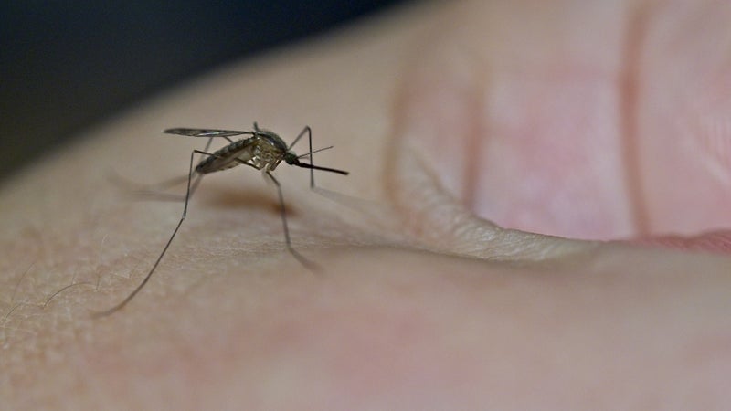 117 cas humains en France, sept régions concernées: qu'est-ce que le virus du Nil et faut-il s'en inquiéter?