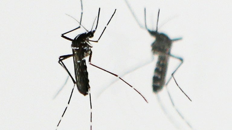 Isère: un cas de dengue détecté à Grenoble, deux opérations de démoustication prévues