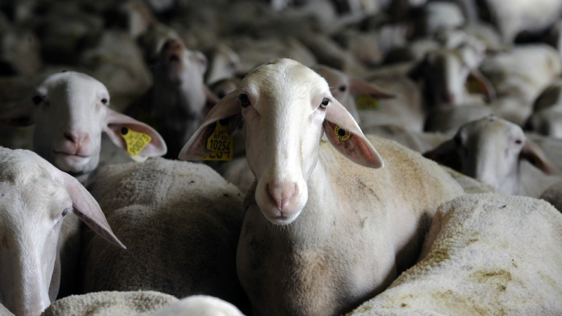 Des brebis - Image d'illustration 