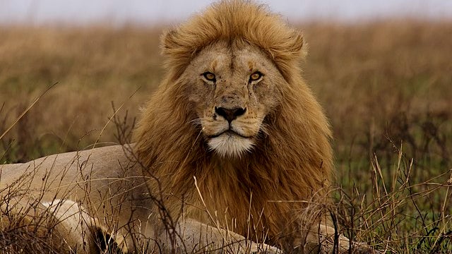 Un lion a dévoré le propriétaire d'un centre animalier en Slovaquie (image d'illustration)