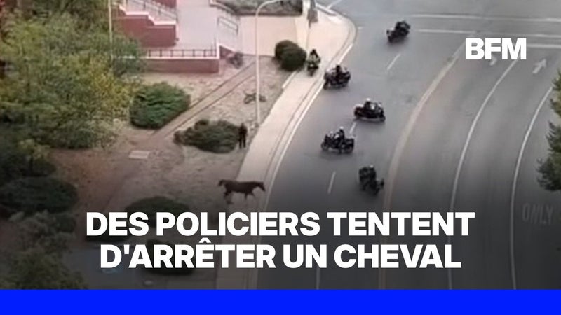 Aux États-Unis, de nombreux policiers tentent d'arrêter un cheval en fuite