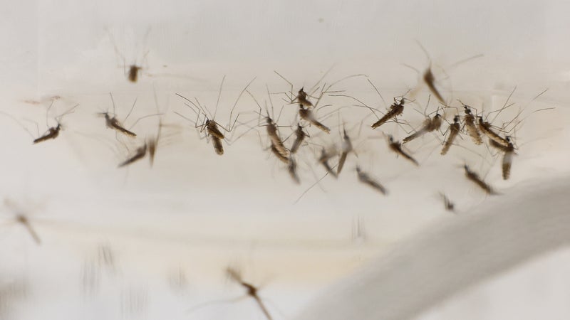 Paludisme d'aéroport: comment des moustiques prennent l'avion et transmettent la maladie sans voyage