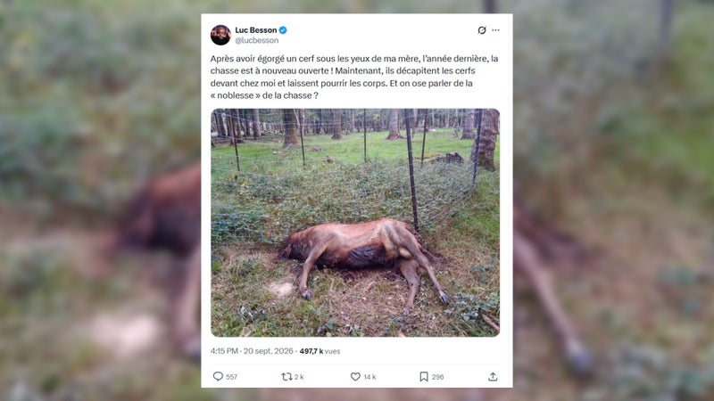 "Ils décapitent les cerfs et laissent pourrir les corps": Luc Besson dénonce une nouvelle scène de chasse devant chez lui