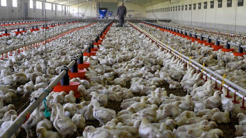Leur poids est multiplié par 60 en un mois et demi: le Danemark veut interdire les "poulets turbo", génétiquement sélectionnés pour grossir ultra rapidement