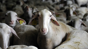 Des brebis - Image d'illustration 