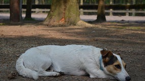 Jack Russel (image d'illustration)