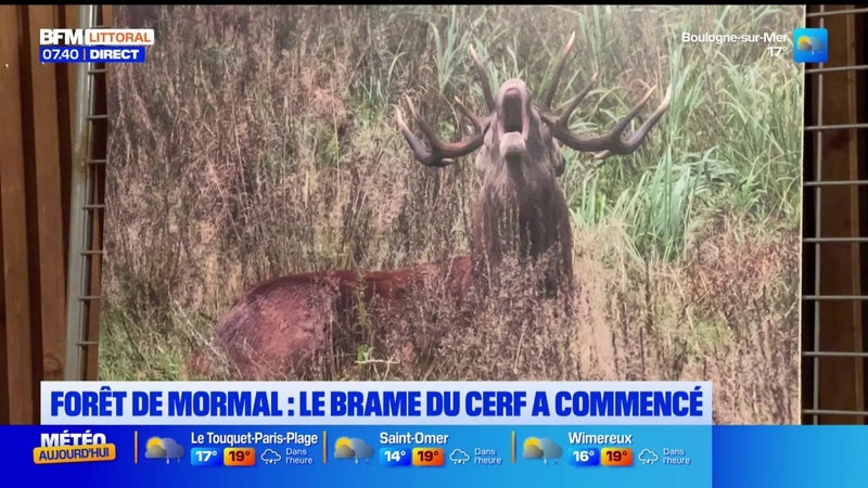 En forêt de Mormal, le brame du cerf a commencé