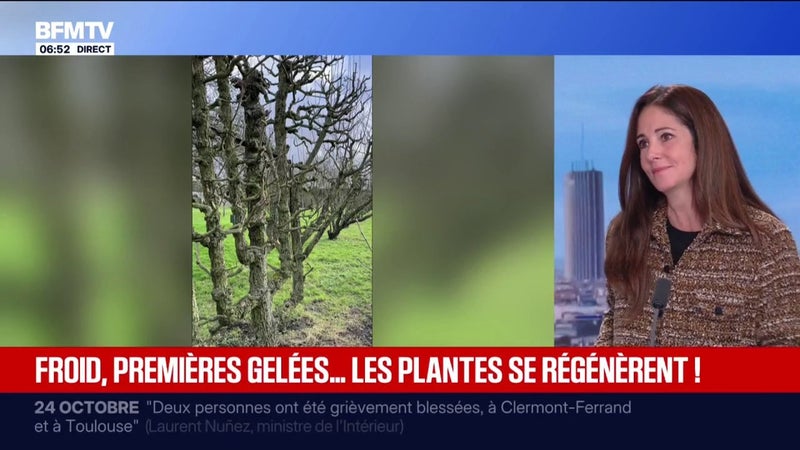 Comment préserver ses plantes face aux baisses des températures?