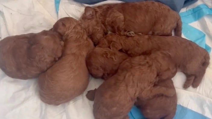 Six chiots caniche volés dans un appartement de New York par des cambrioleurs masqués