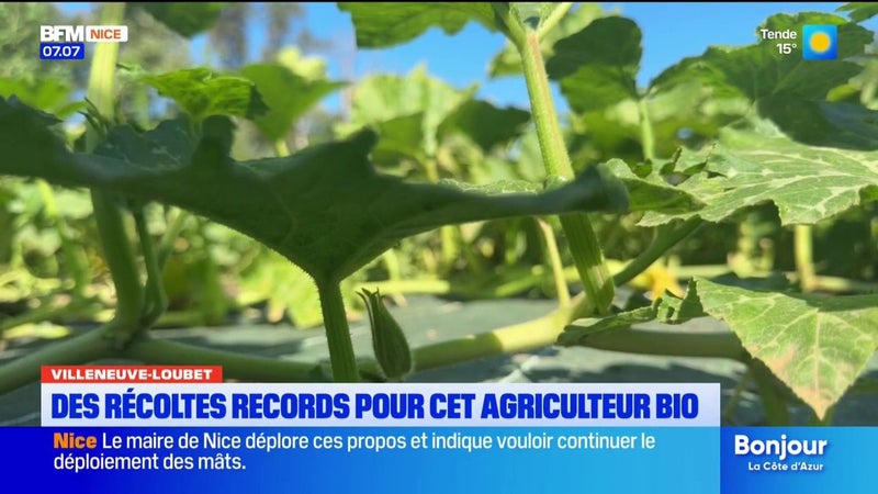 Ce maraîcher bio écoule difficilement ses stocks pourtant il s'agit de ses meilleures récoltes