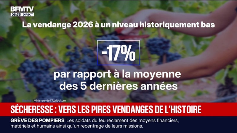 Sécheresse: la vendange 2026 à un niveau historiquement bas, -17% par rapport à la moyenne des 5 dernières années