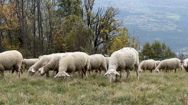 "Un chiffre jamais vu a priori": plus de 60 brebis tuées par des loups dans un alpage du Vercors