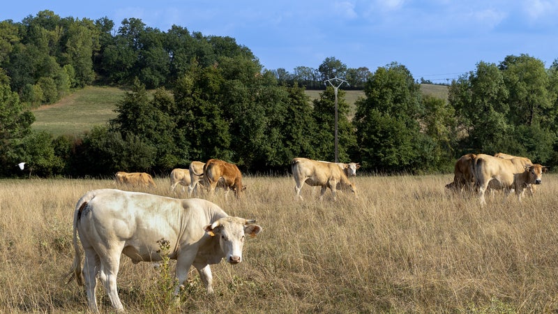 "Les annonces du Premier ministre nous font peur": des éleveurs de ruminants redoutent un surcoût de 5 milliards d'euros à cause de la sécheresse et demandent des aides immédiates