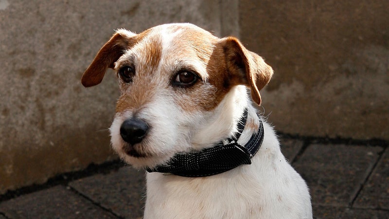 Un Jack Russell (illustration)