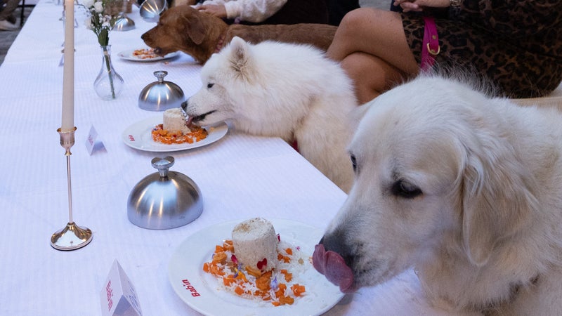 Riz poêlé et concassée de carottes parsemés de fleurs, chandeliers, nappes blanches... Le chef Thierry Marx a réuni 39 chiens à Paris pour un dîner gastronomique