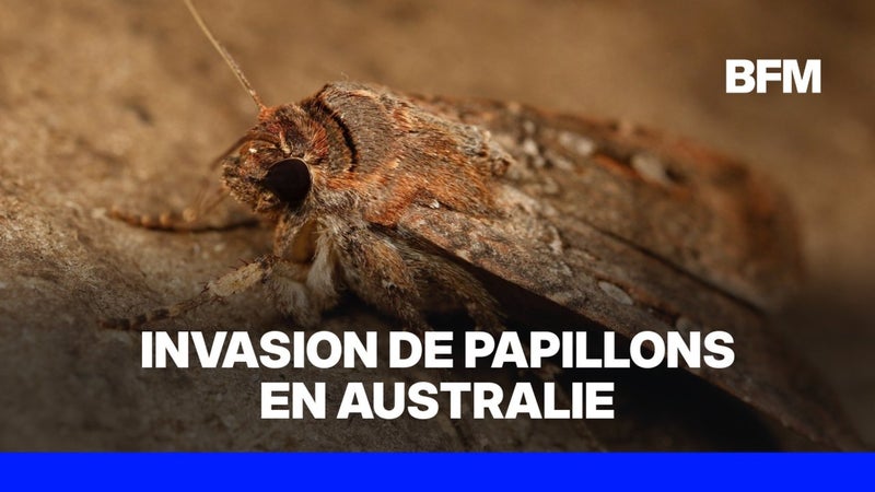 Australie: le sud-est du pays envahi par des papillons de nuit