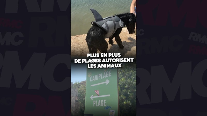Info RMC - De plus en plus de plages françaises autorisent la présence d'animaux de compagnie