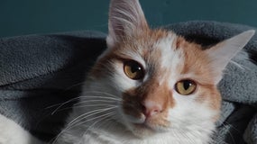 Un chat - Illustration