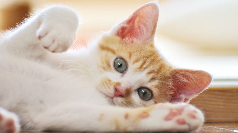 Un chat (image d'illustration)