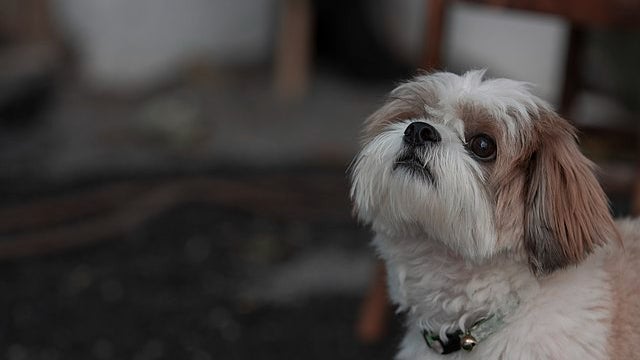 Un Shih Tzu, ressemblant à Nova, le petit chien qui s'est fait attaquer (image d'illustration)