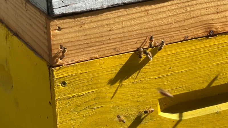Les abeilles et la production de miel souffrent de la canicule: "Avec ces chaleurs, tout s'arrête"