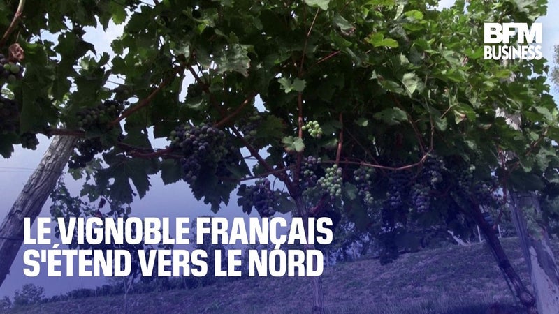 Le vignoble français s'étend vers le nord